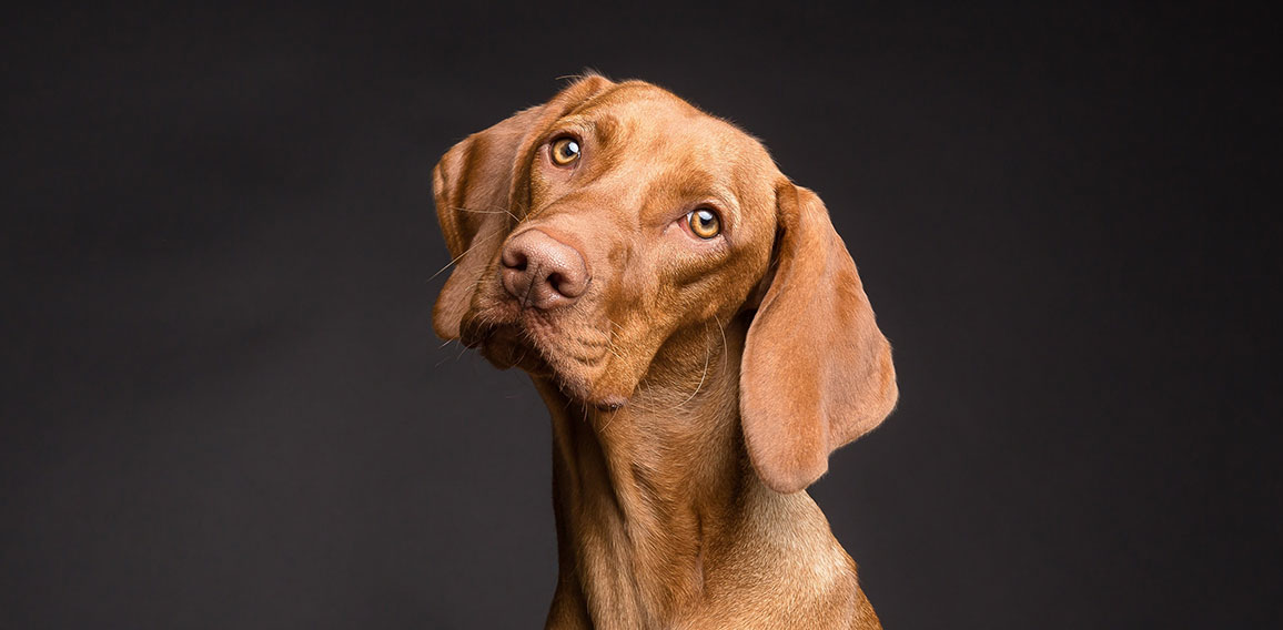 Hund neigt Kopf zur Seite