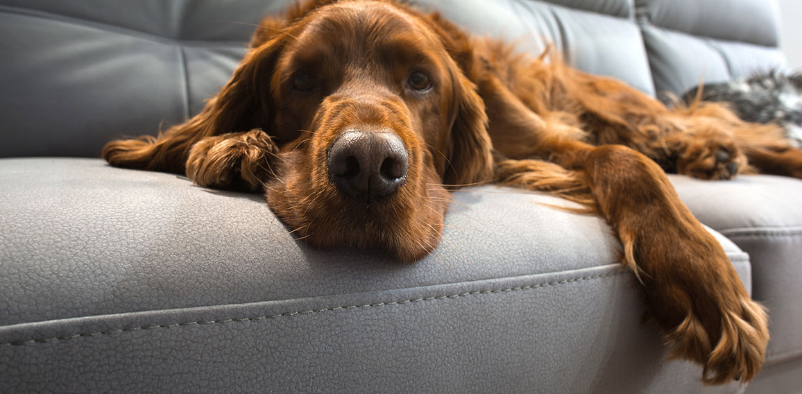 Hund auf Sofa