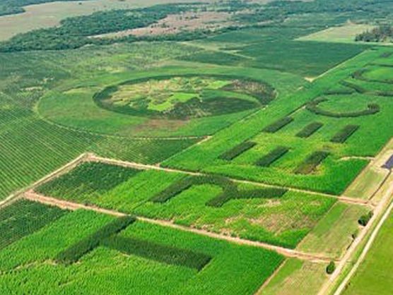 Das größte Naturlogo der Welt wächst in Paraguay