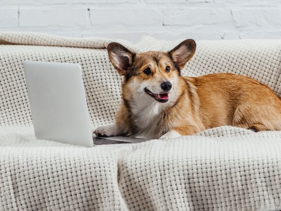 Hund sitzt vor Laptop auf Couch