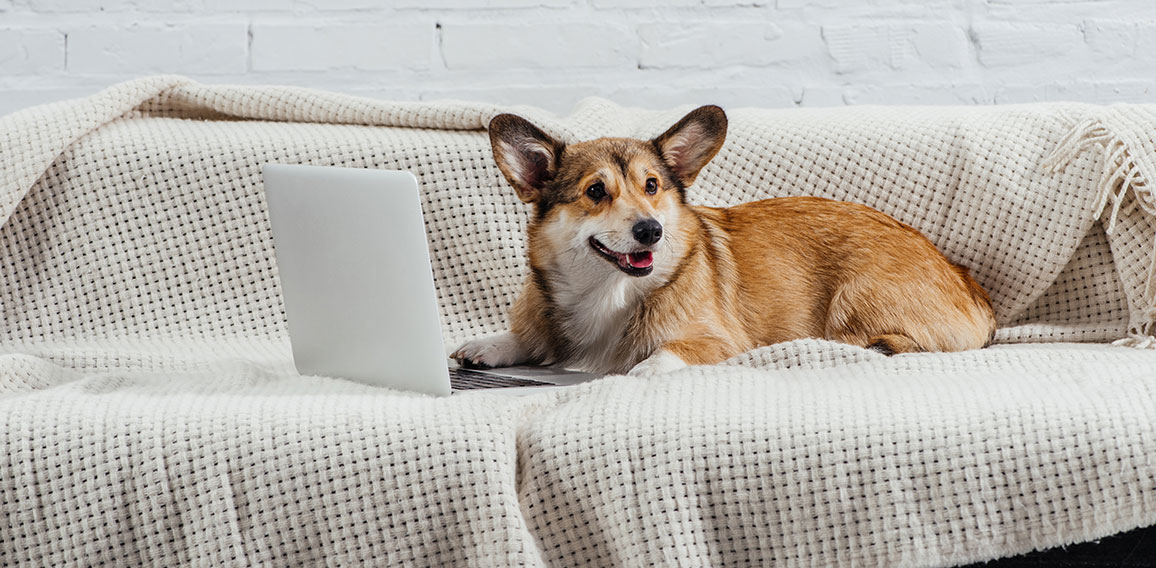 Hund sitzt vor Laptop auf Couch
