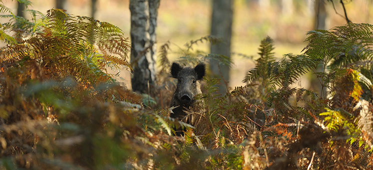 Wildschwein-im-Wald-36732331-AS-wojciech-nowak