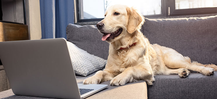 Hund-Laptop-159744426-AS-LIGHTFIELD-STUDIOS