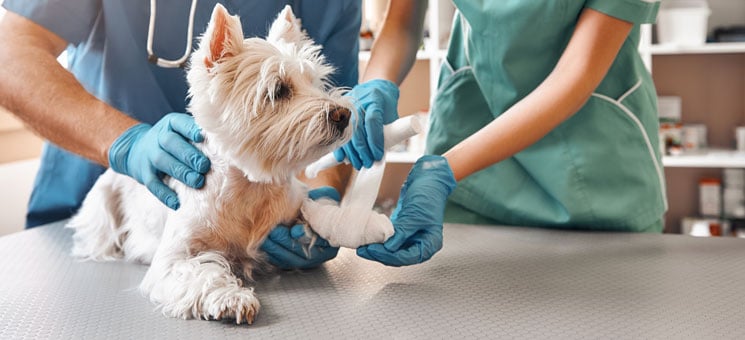 We are always here to help. A team of two veterinarians in work uniform bandaging a paw of a small dog lying on the table at veterinary clinic.