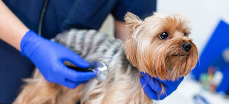 Vet doctor exam dog with phonendoscope. Pet medicine concept. Do