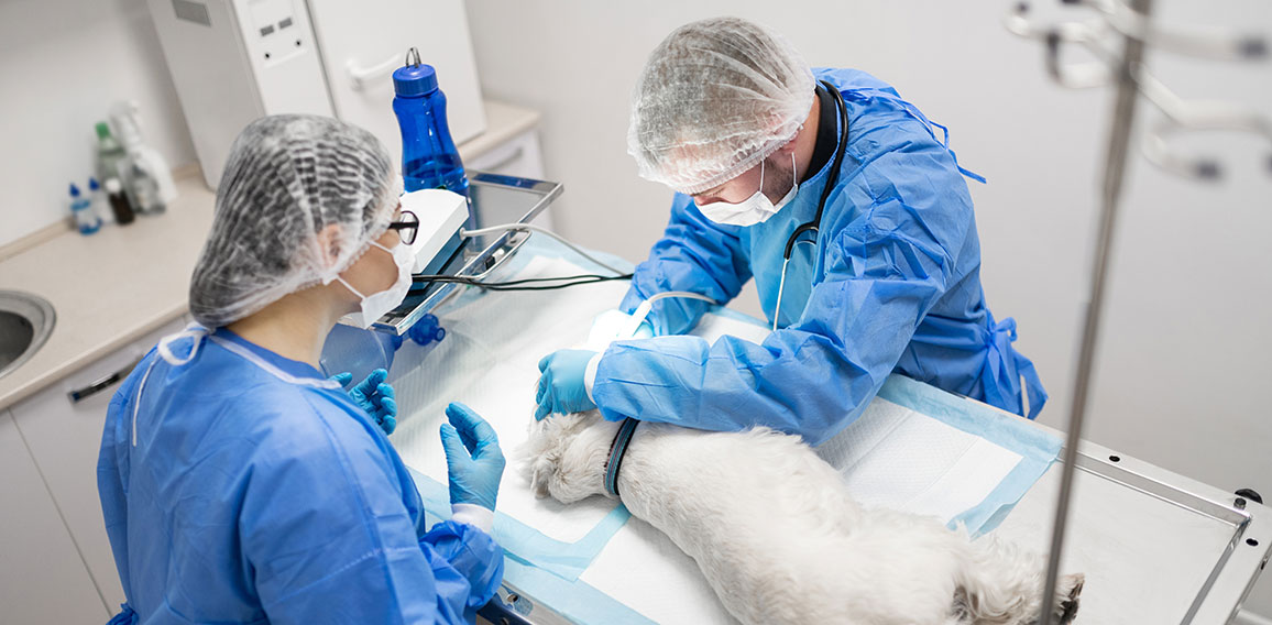 Woman in glasses watching professional vet dentist operating dog