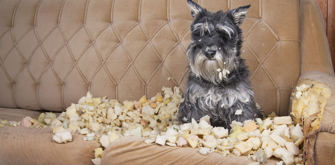 Naughty bad schnauzer puppy dog lies on a couch that she has jus