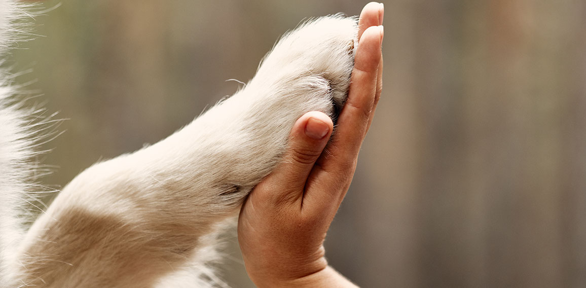 Dog is giving paw to the woman. Dog's paw in human's hand. Domestic pet