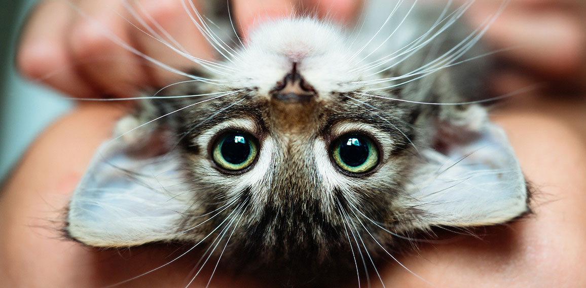 Cute little kitten lying upside-down in its owner's lap enjoying