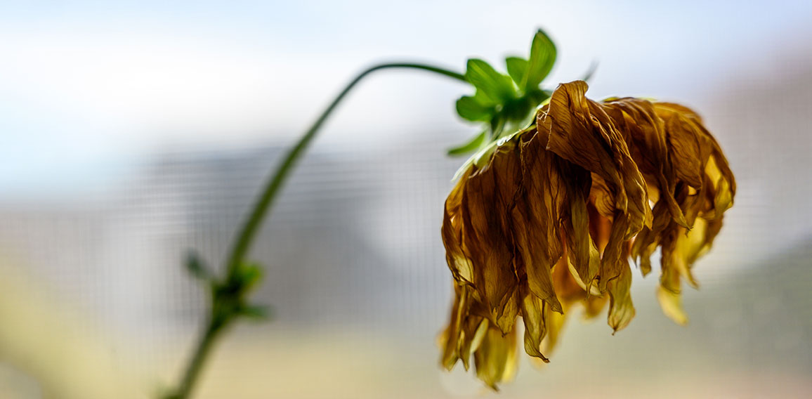 Side view of wilted yellow dahlia with drooping petals