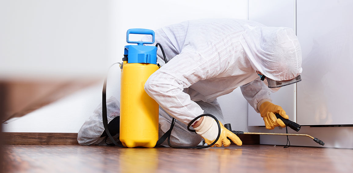 Pest controler works in the kitchen