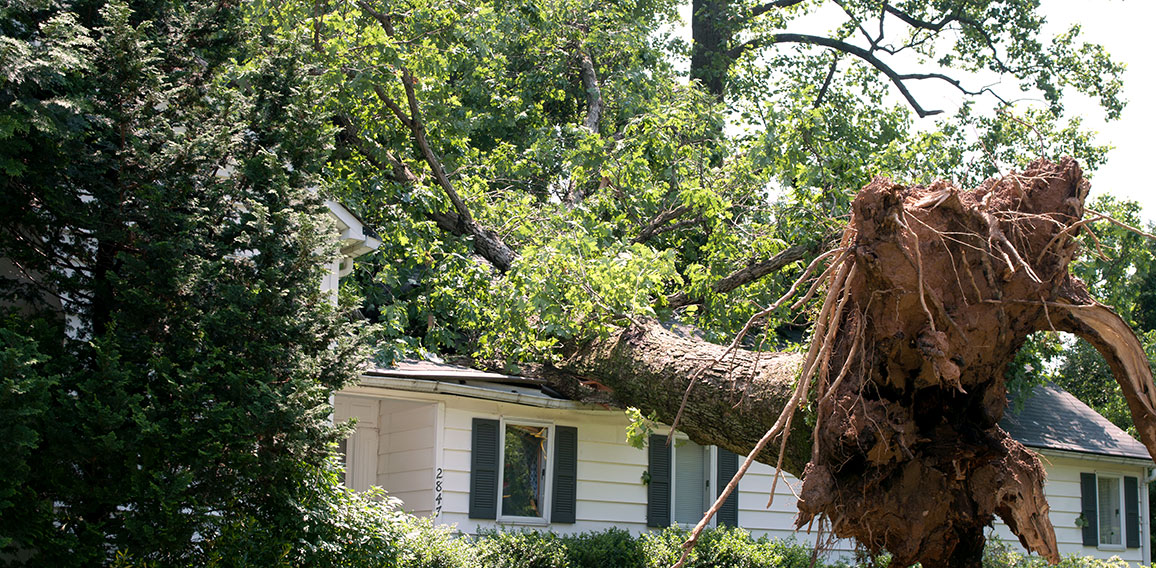 Uprooted tree