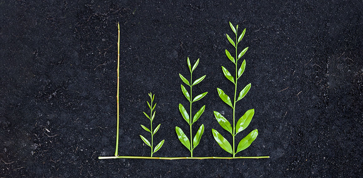 tree arranged as a green graph on soil