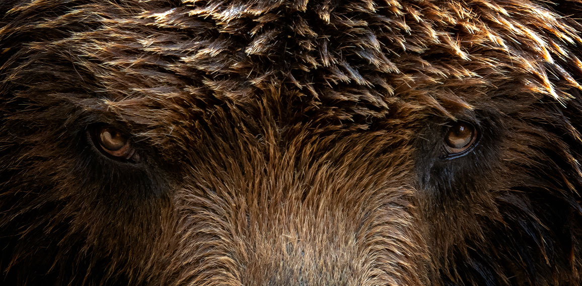 Kamchatka Brown bear (Ursus arctos beringianus), close-up detail