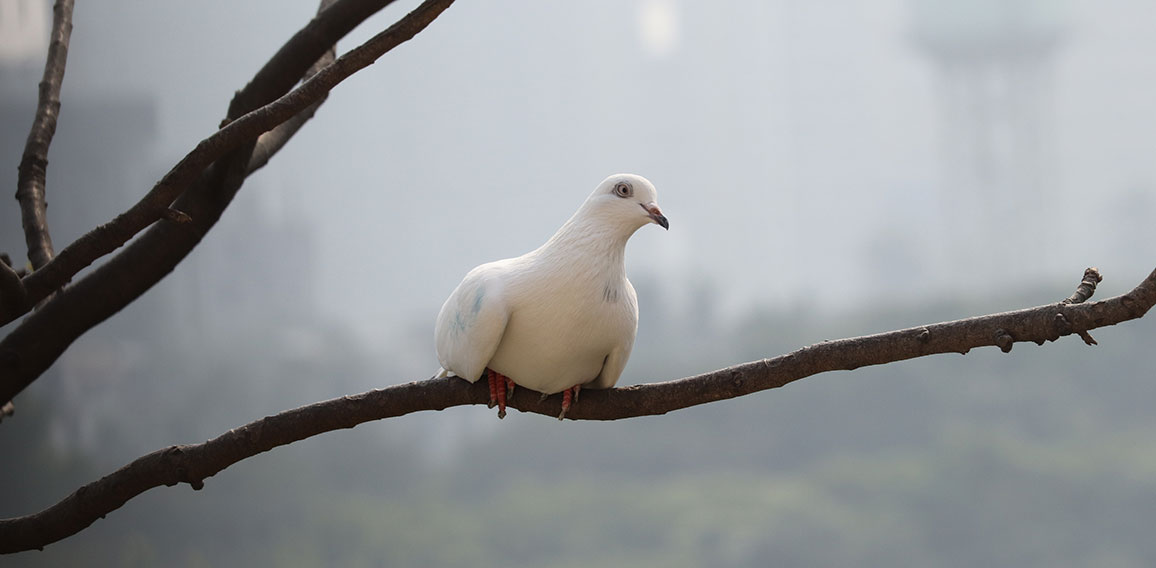 Dove