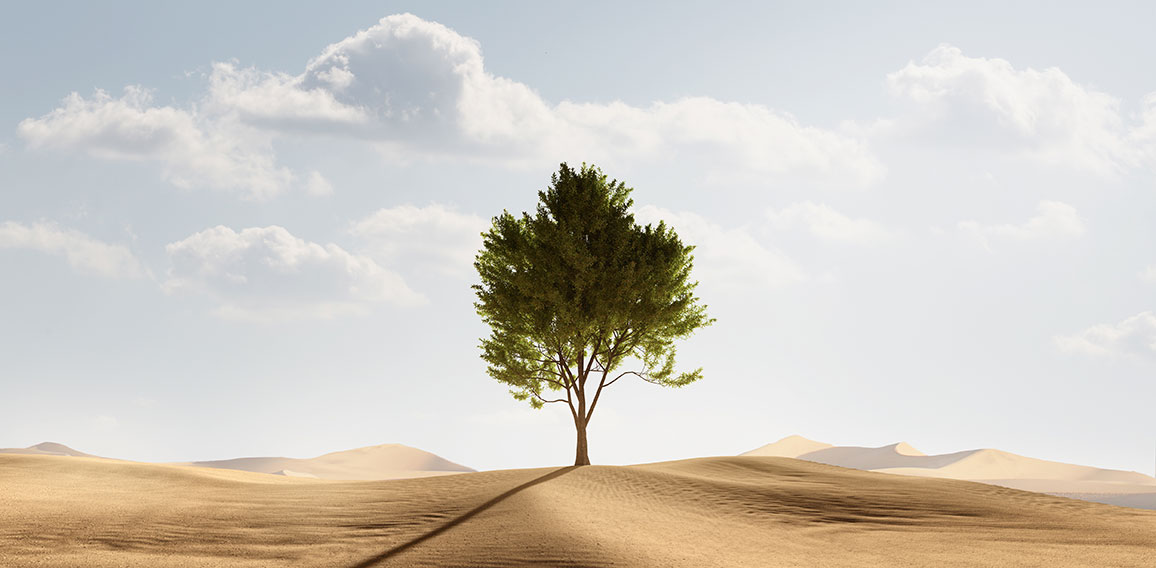 Baum in der Wüste