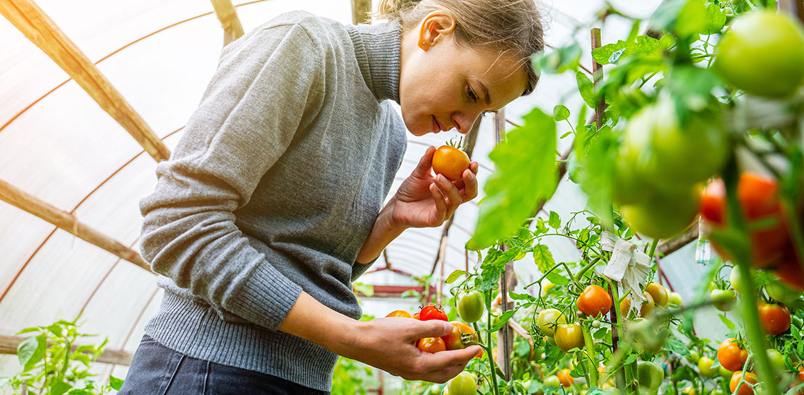 Woman collects tomatoes in a greenhouse