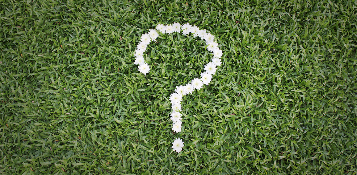 Question mark made from daisy flowers on green grass background,