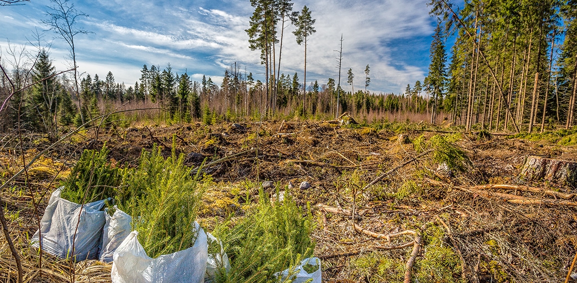 Spruce Forest Planting