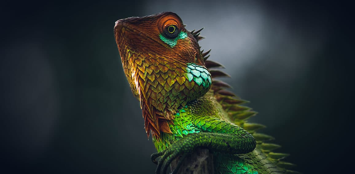 Vivid glowing skin of a beautiful reptile, put arms around a woo