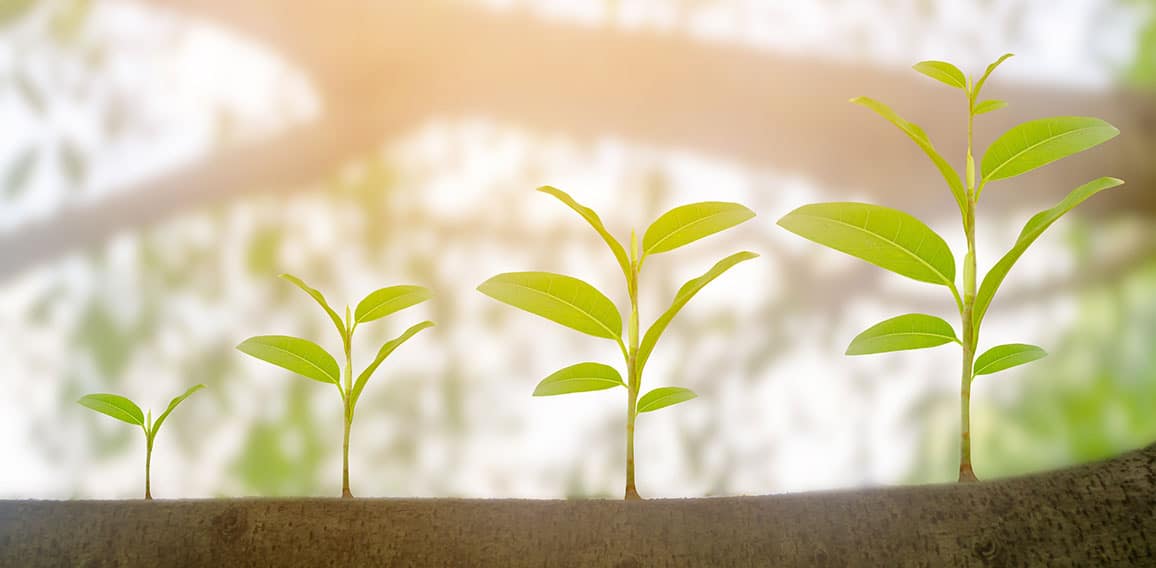 Green plant growing growth in sunshine lighting and natural tree bokeh background. Ecology business increase financial progress concept. Earth Day