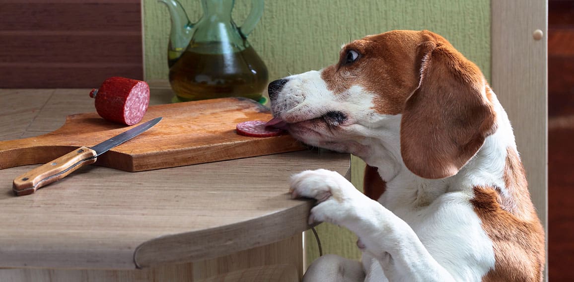 Cute Beagle eats smoked sausage.