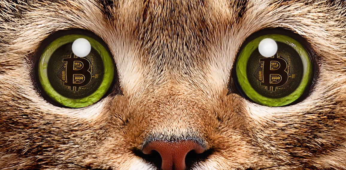 Portrait of a cat closeup, in whose eyes a symbol of bitcoin, el