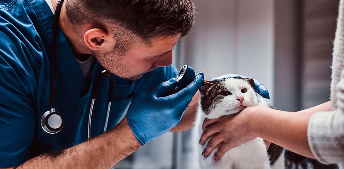 Male veterinarian examining cat ear infection with an otoscope in a vet clinic.