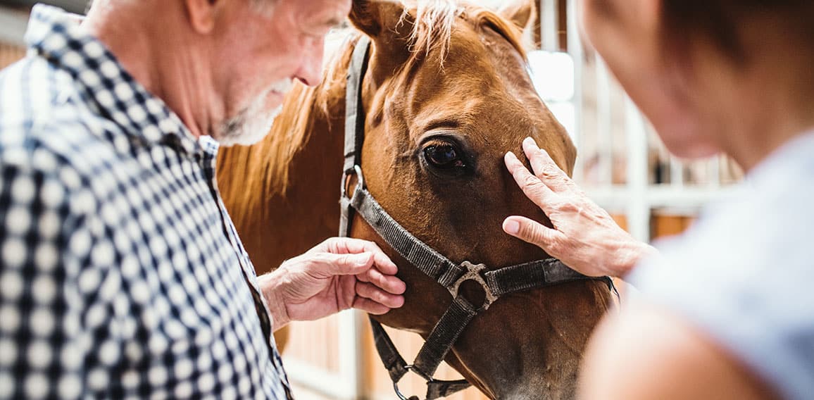 A close-up of senior couple petting a horse.