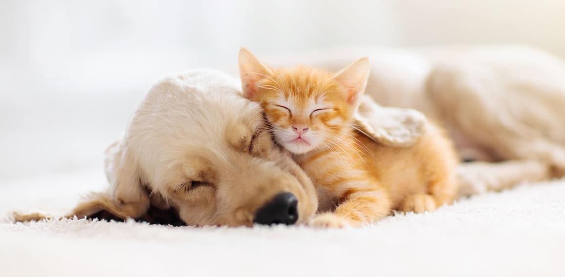 Cat and dog sleeping. Puppy and kitten sleep.