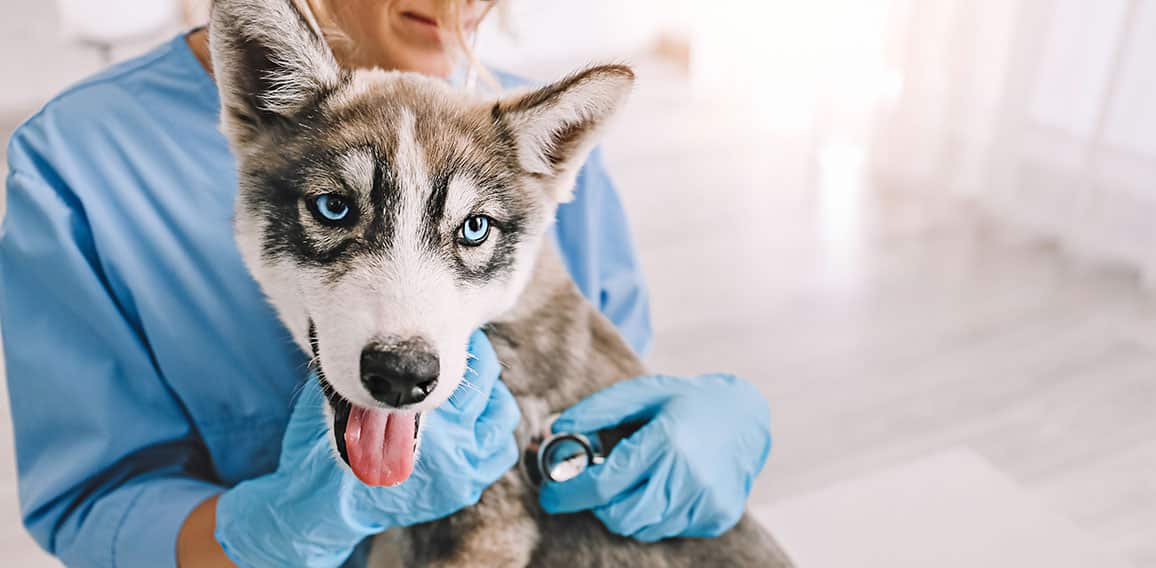 Veterinarian examining cute husky puppy in clinic