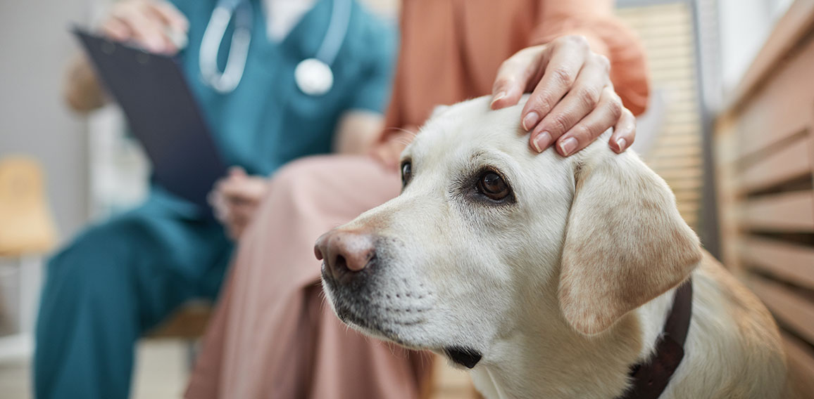 Woman Stroking Dog at Vet Clinic