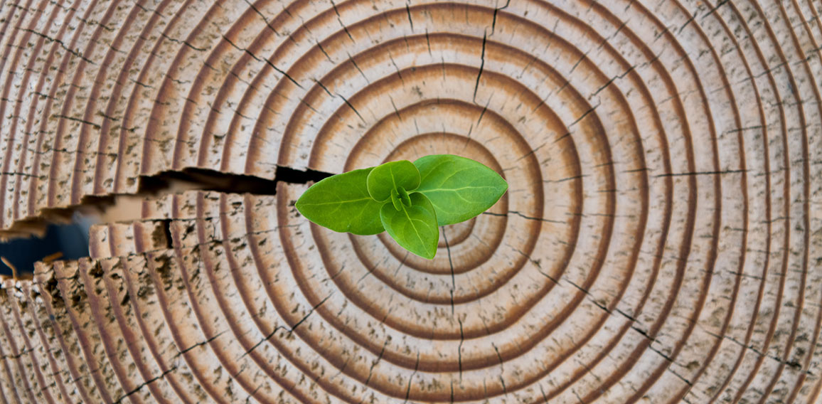 New leaves grow from the stump