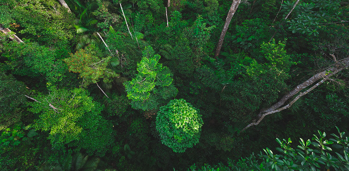 Earth Day concept with tropical forest background, natural sence with canopy tree in the wild