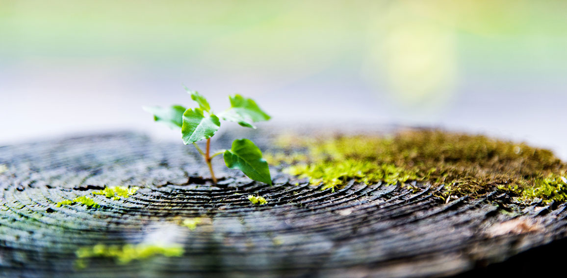 Young plant growing on dead stump