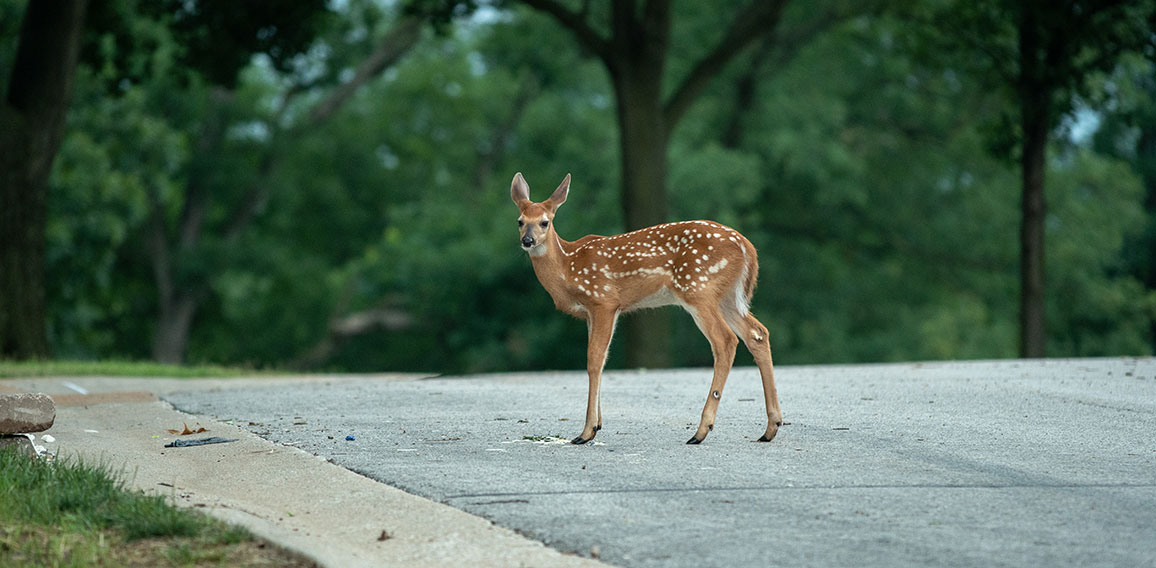 whietailed deer fawn