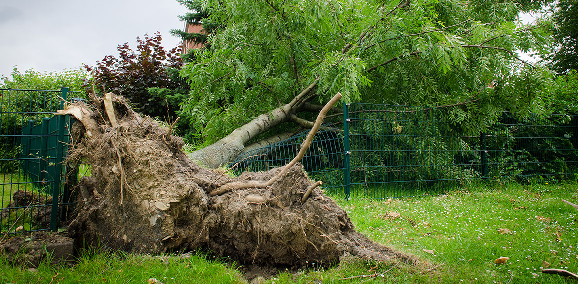 entwurzelter baum auf einem zaun