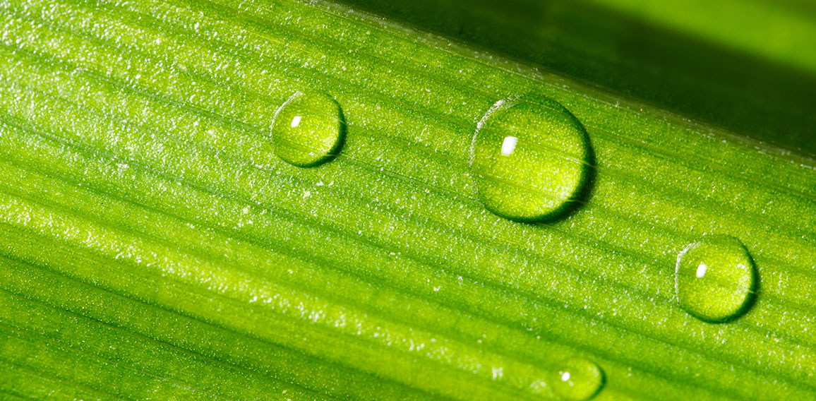 Drop of dew on Green Pandan leaf, Banner for ecology friendly an