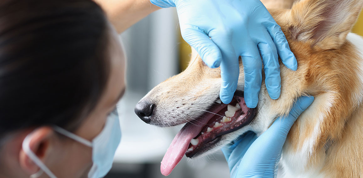 Veterinarian doctor examines dog oral cavity in clinic closeup