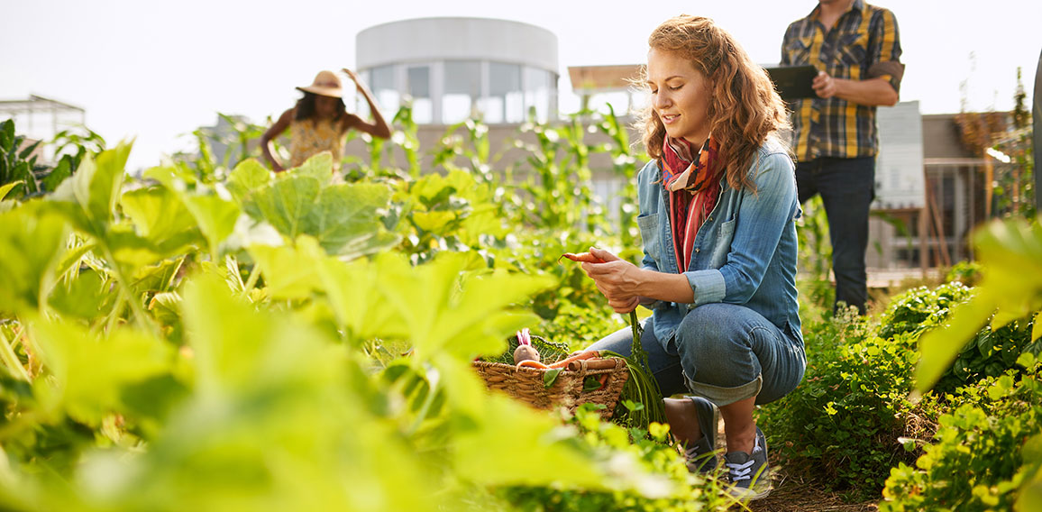 Friendly team harvesting fresh vegetables from the rooftop greenhouse garden and planning harvest season on a digital tablet