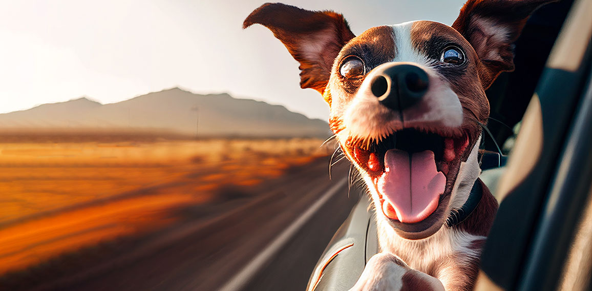 happy dog with head out of the car window having fun