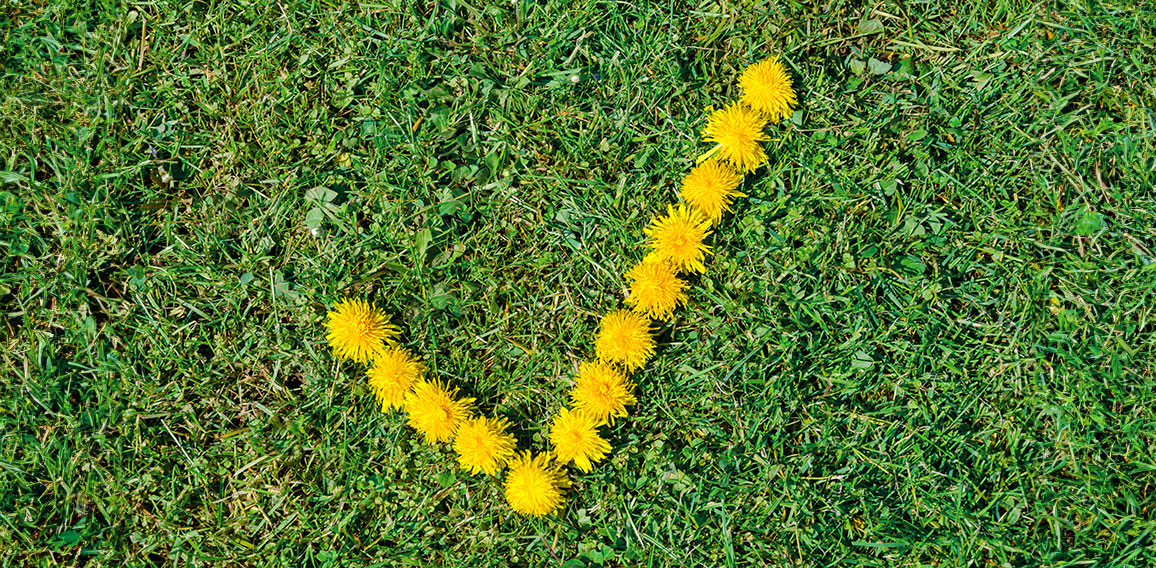 Haken auf gelben Blüten auf grüner Wiese als Symbol für Umwel