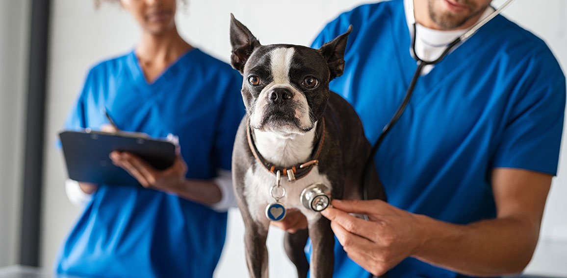 Vet examining dog