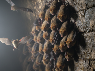 Fledermausausscheidungen in ländlicher Lage kein Mietmangel